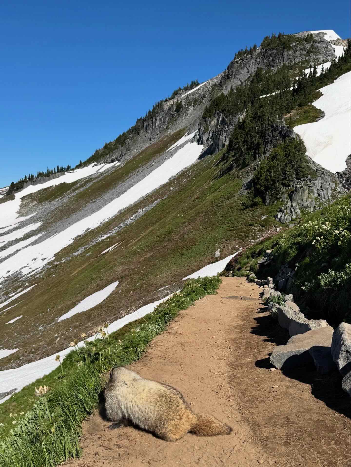 Mount Rainier with a marmot